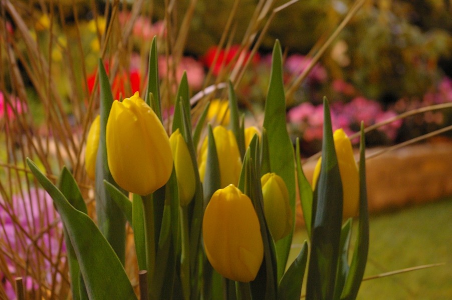 macro fleurs: macro fleurs 024